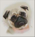 (image for) Pug